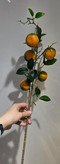 شاخه های پینترسی 🍋🍊🍎
