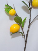 شاخه های پینترسی 🍋🍊🍎