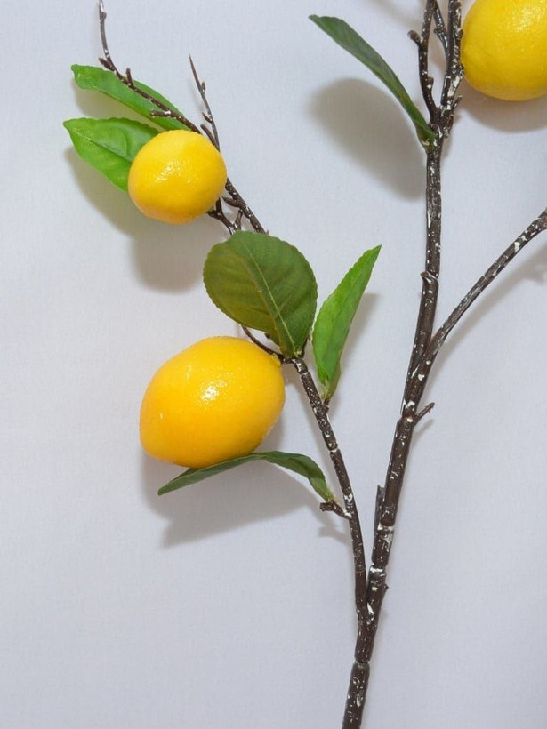 شاخه های پینترسی 🍋🍊🍎