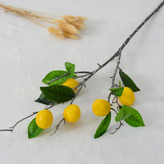 شاخه های پینترسی 🍋🍊🍎