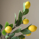 شاخه های پینترسی 🍋🍊🍎