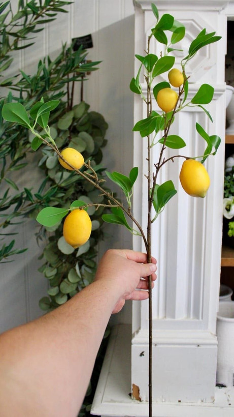 شاخه های پینترسی 🍋🍊🍎