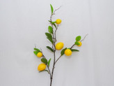 شاخه های پینترسی 🍋🍊🍎