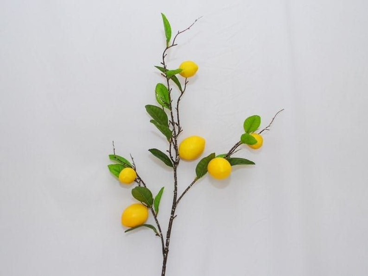 شاخه های پینترسی 🍋🍊🍎