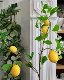 شاخه های پینترسی 🍋🍊🍎